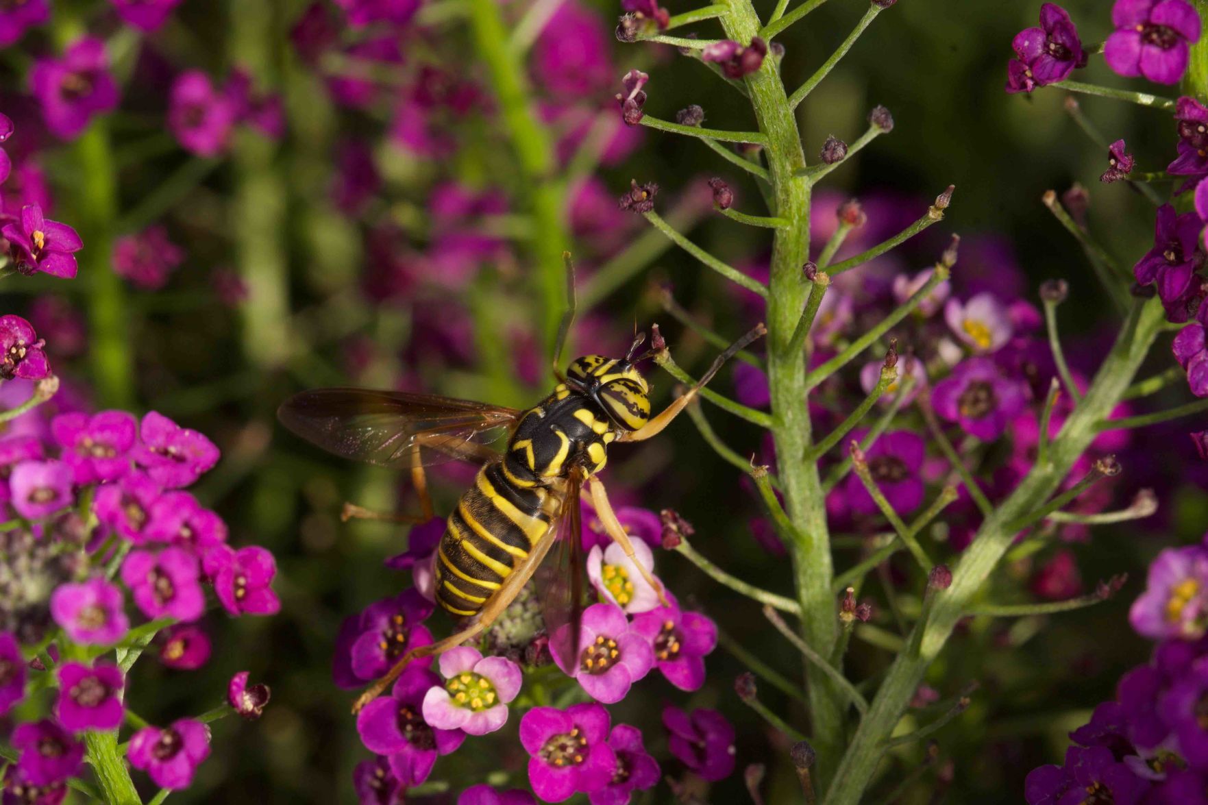 Flower fly